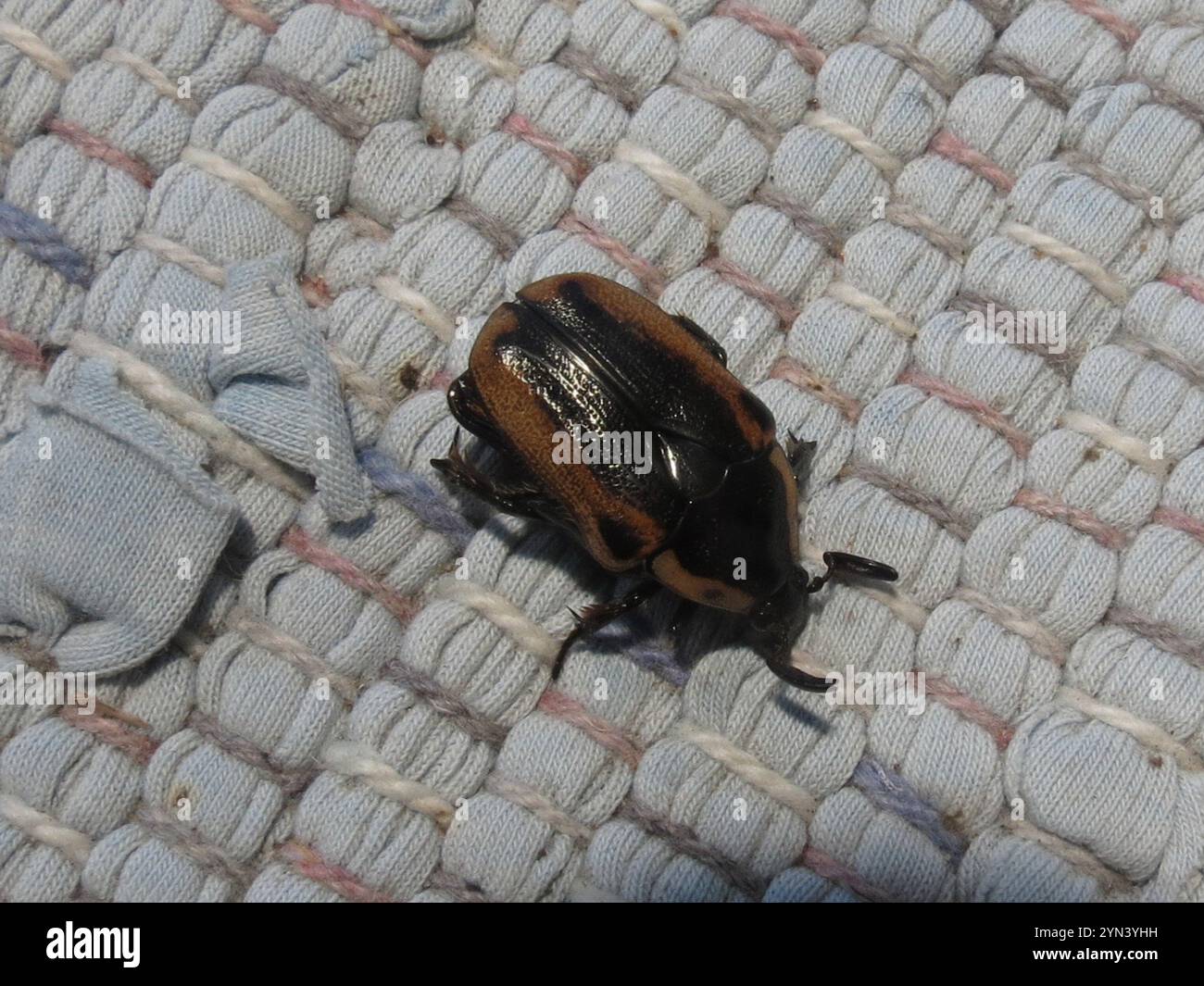 Cowboy Beetle (Chondropyga dorsalis Stock Photo - Alamy