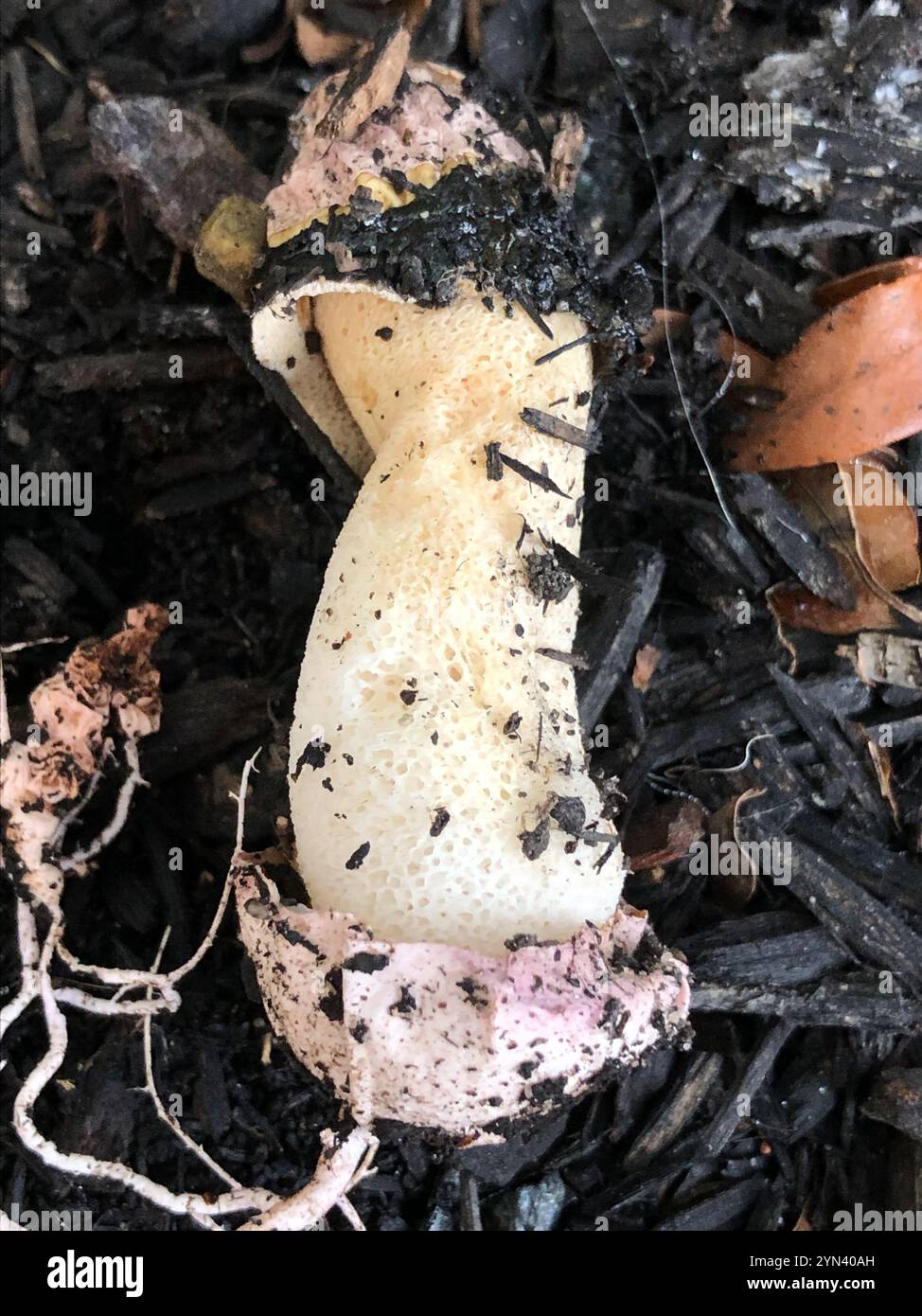 Ravenel s Stinkhorn Phallus Ravenelii Stock Photo Alamy ravenel-s-stinkhorn-phallus-ravenelii-stock-photo-alamy