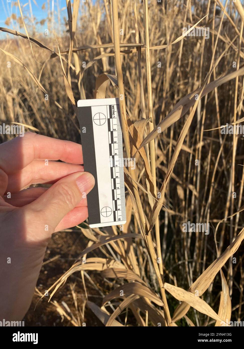 European reed (Phragmites australis australis Stock Photo - Alamy