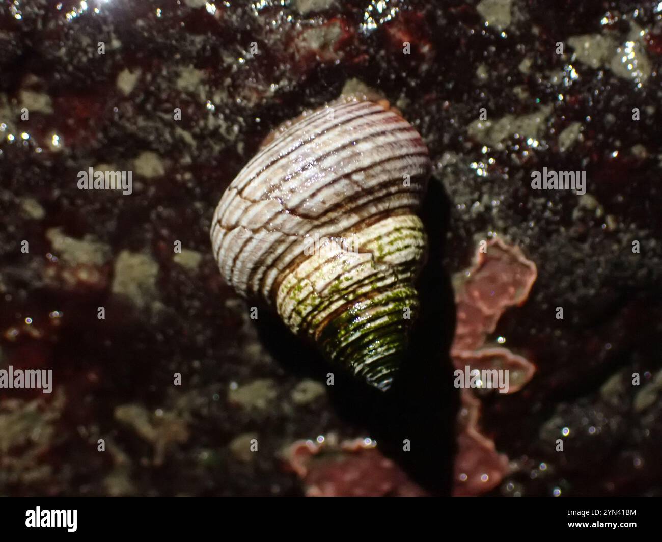 Blue ringed top snail hi-res stock photography and images - Alamy