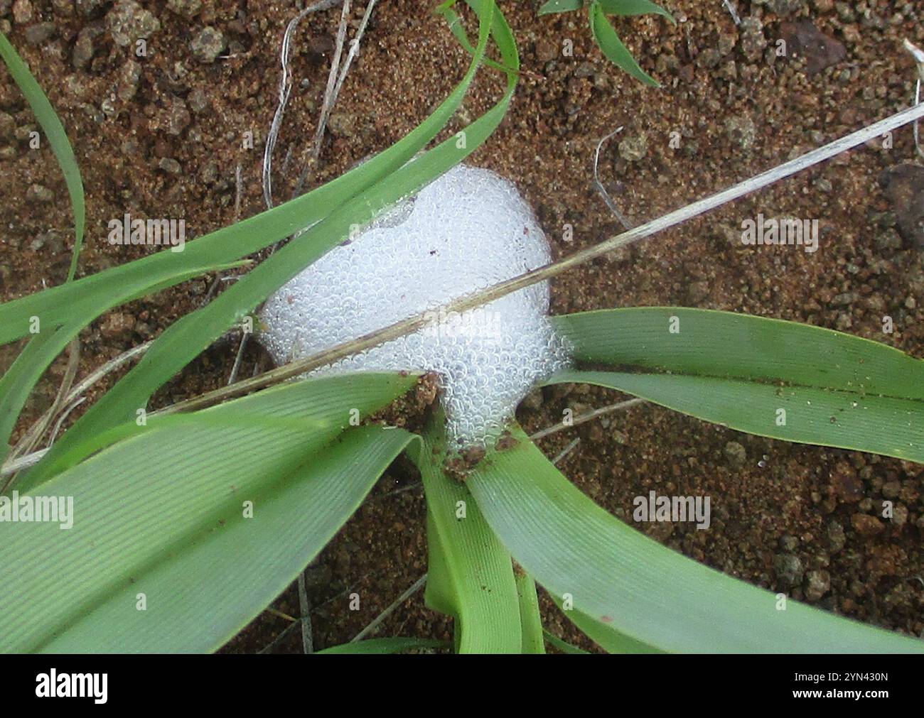 Grass Lilies (Chlorophytum Stock Photo - Alamy