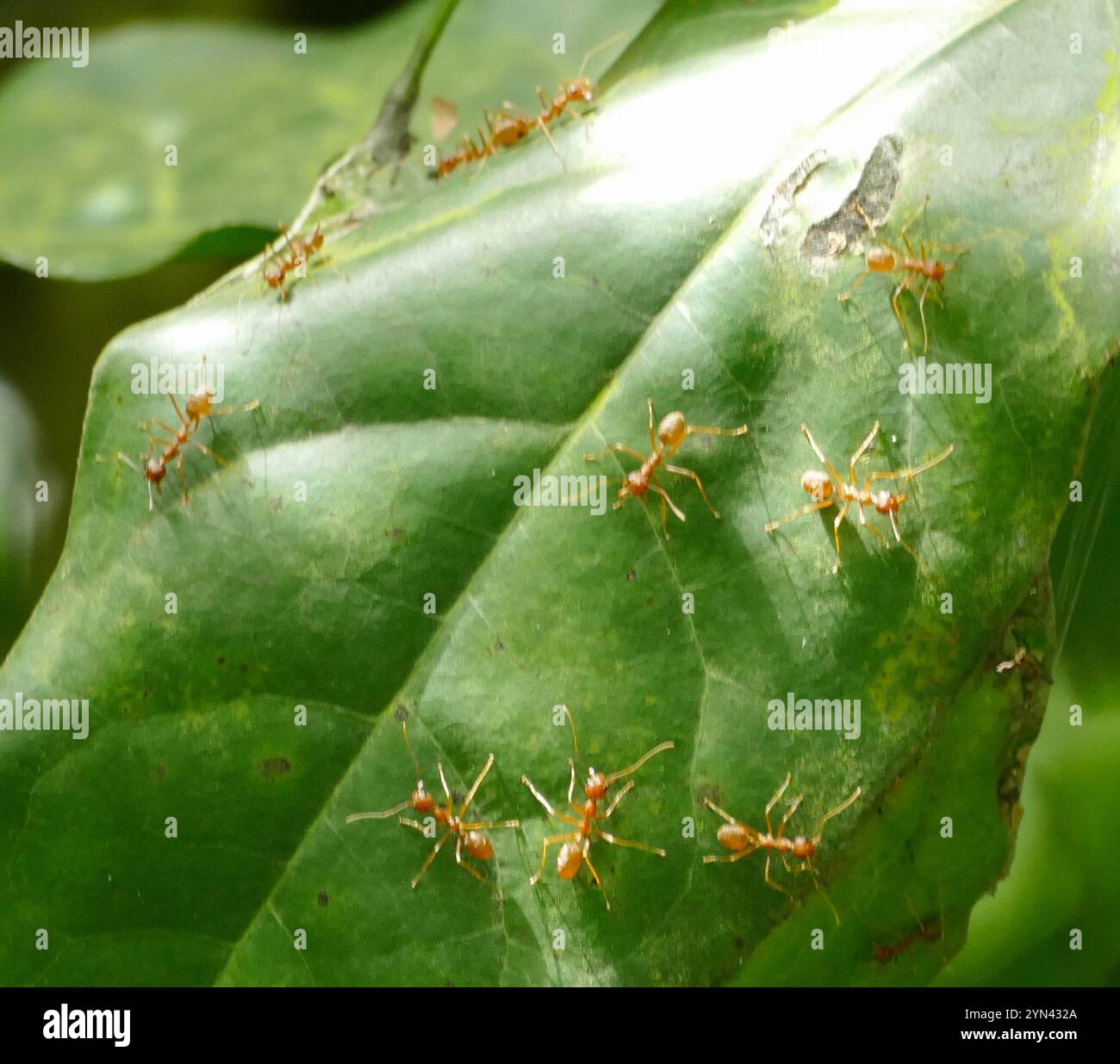 African Weaver Ant (Oecophylla longinoda Stock Photo - Alamy