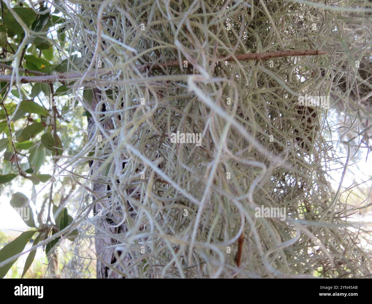 Spanish moss (Tillandsia usneoides Stock Photo - Alamy