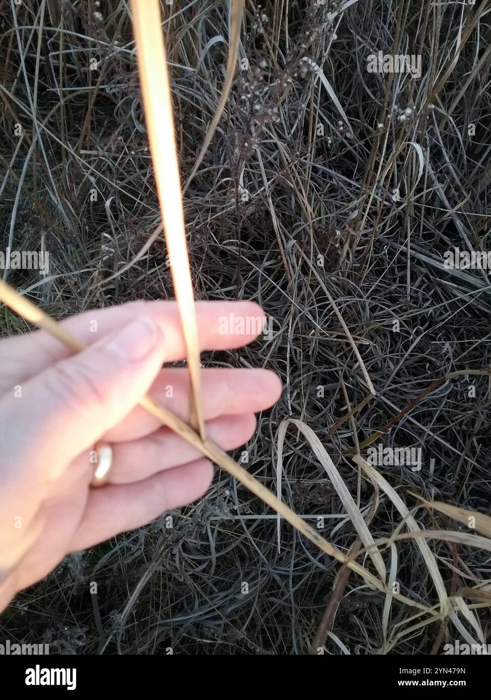 switchgrass (Panicum virgatum Stock Photo - Alamy