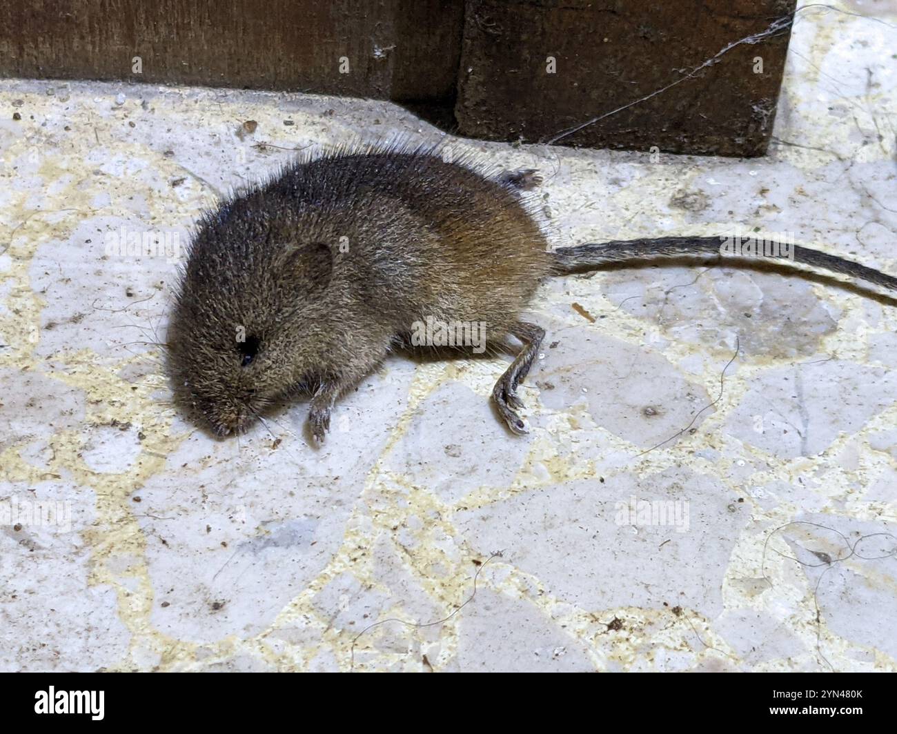 Greater White-toothed Shrew (Crocidura russula) Stock Photo