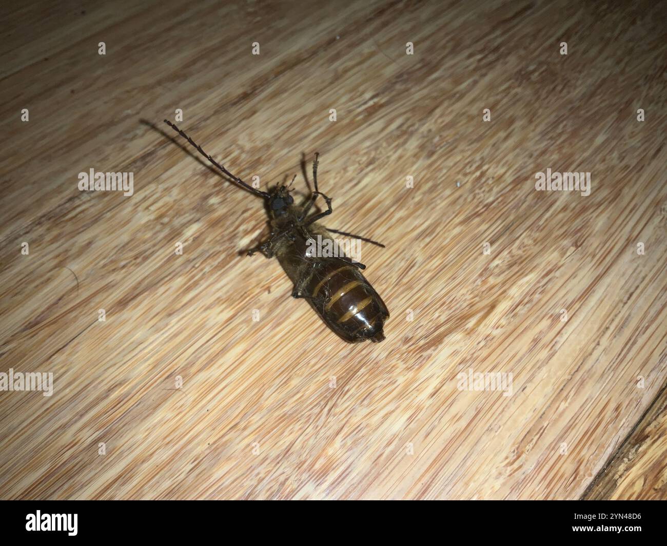 Huhu (Prionoplus reticularis Stock Photo - Alamy