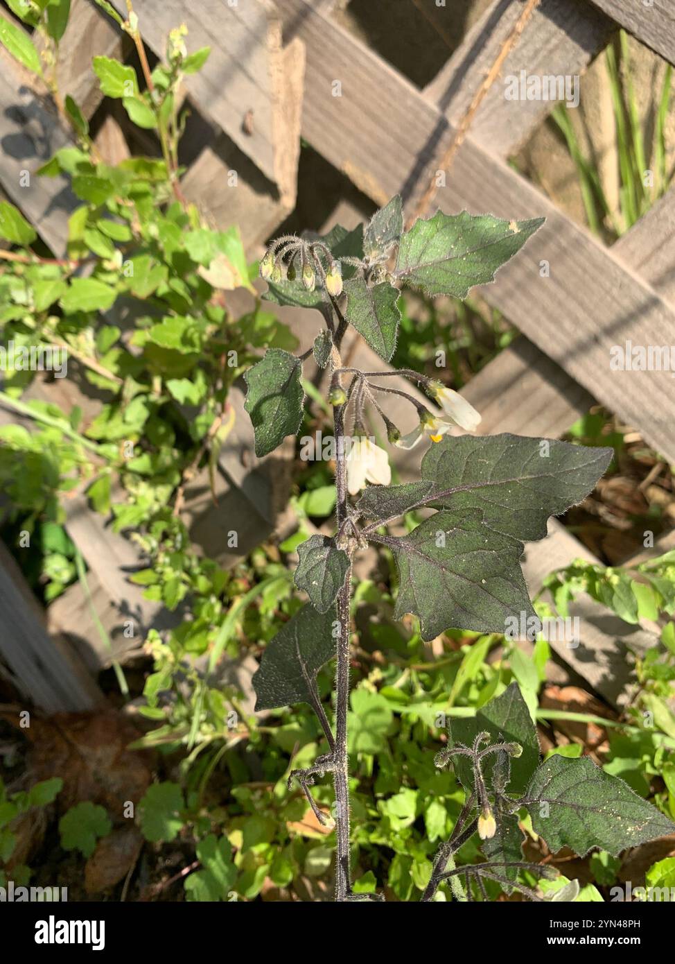 Black Nightshade Complex (Solanum nigrum Stock Photo - Alamy