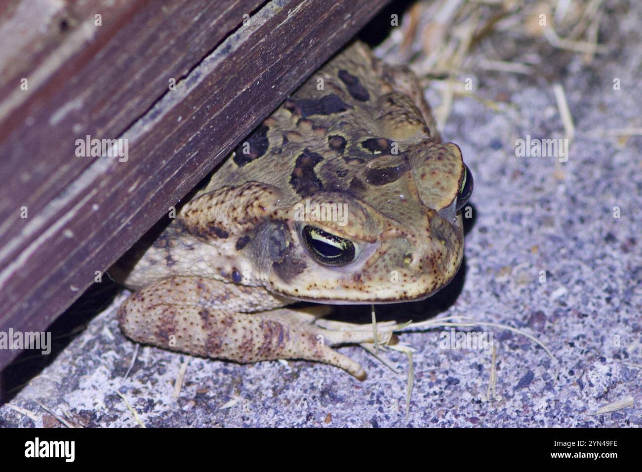 Giant Toad (Rhinella horribilis Stock Photo - Alamy