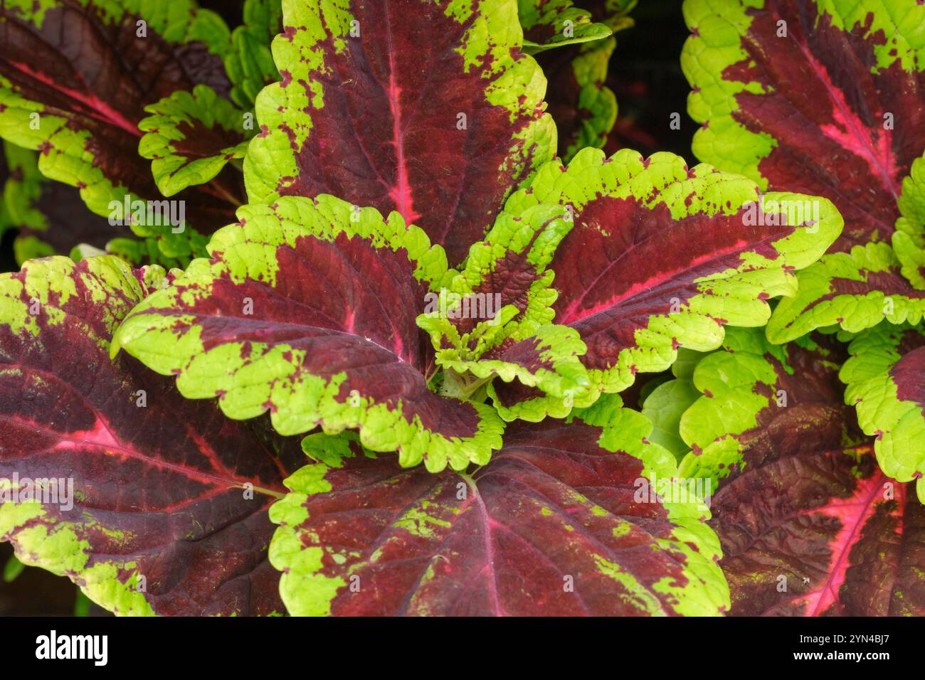 courgette plante Graines de Courgette Verte Non Coureuse Des Marachers Bio  La Ferme de  Sainte Marthe