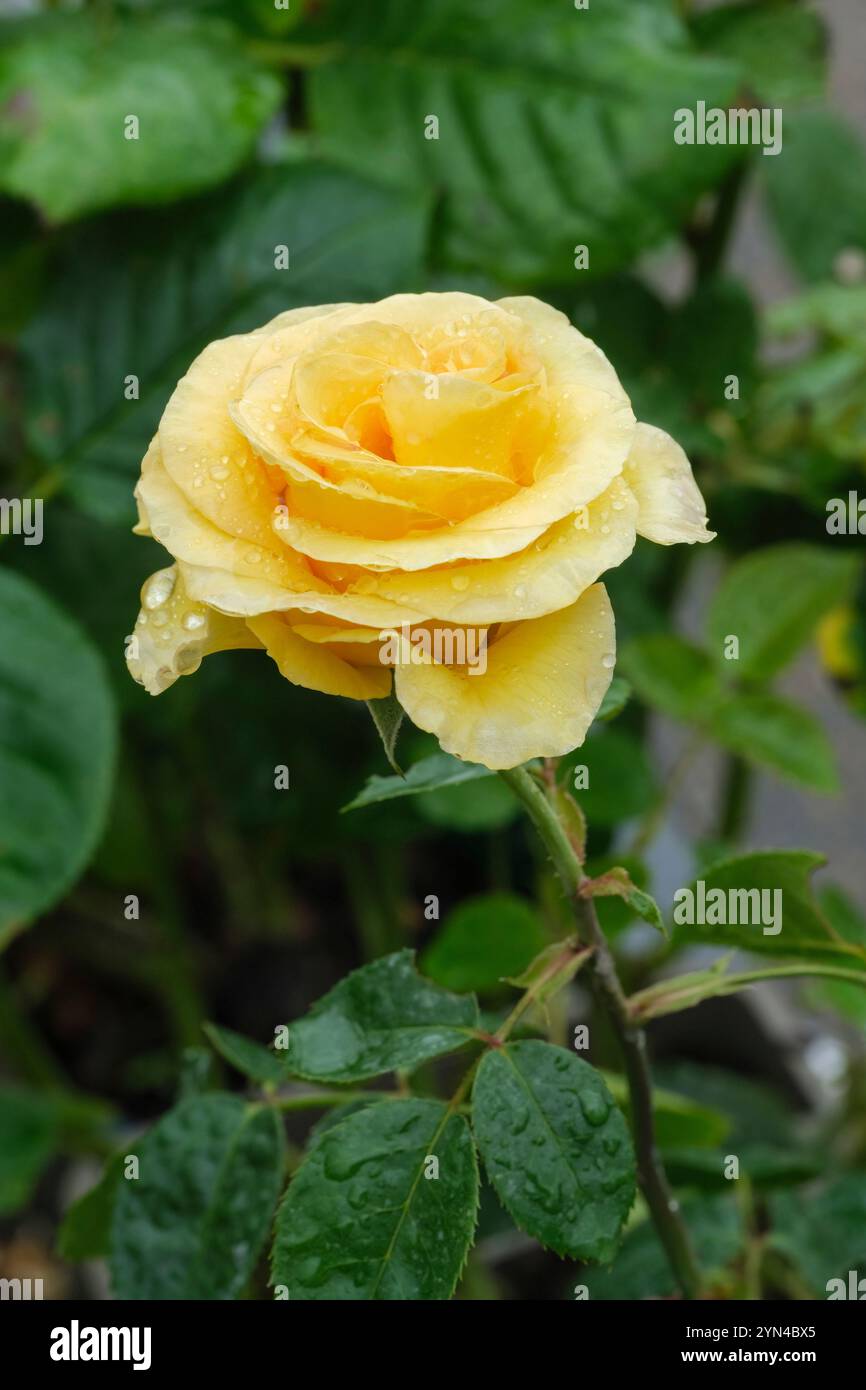 Rose Anniversary Wishes, Rosa Anniversary Wishes, Medium size, double yellow bloom Stock Photo