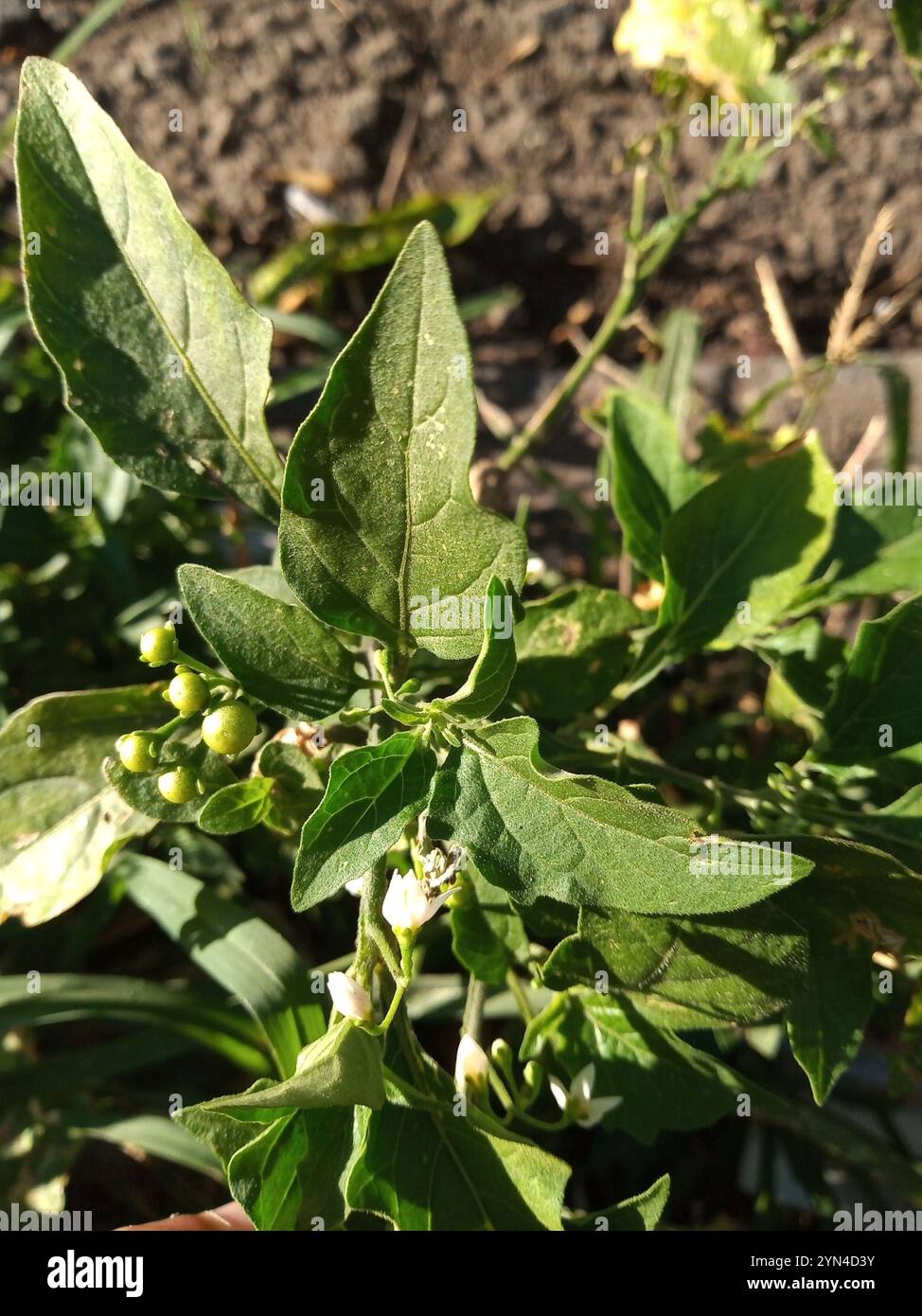 Black Nightshade Complex (Solanum nigrum Stock Photo - Alamy