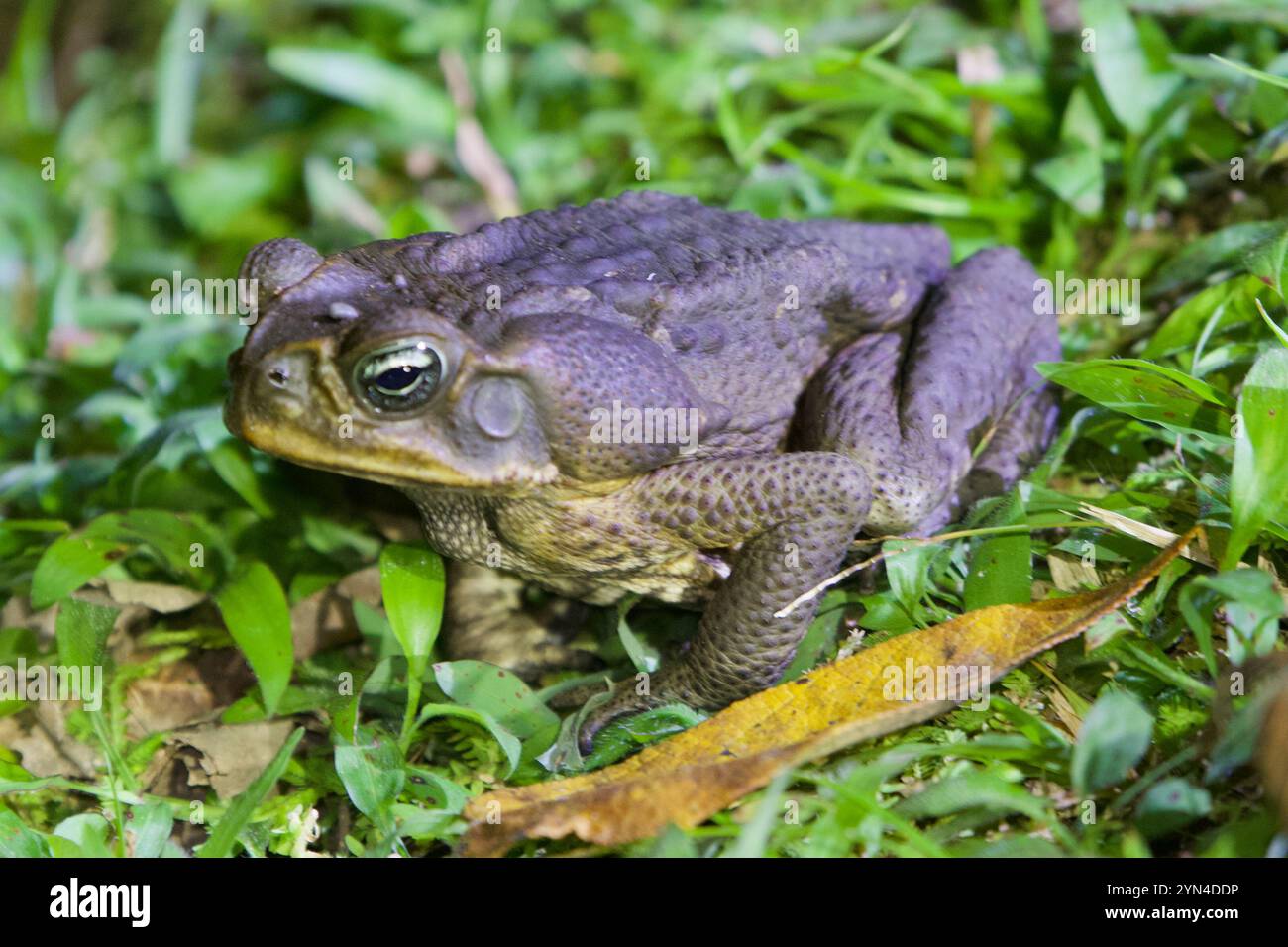 Giant Toad (Rhinella horribilis Stock Photo - Alamy