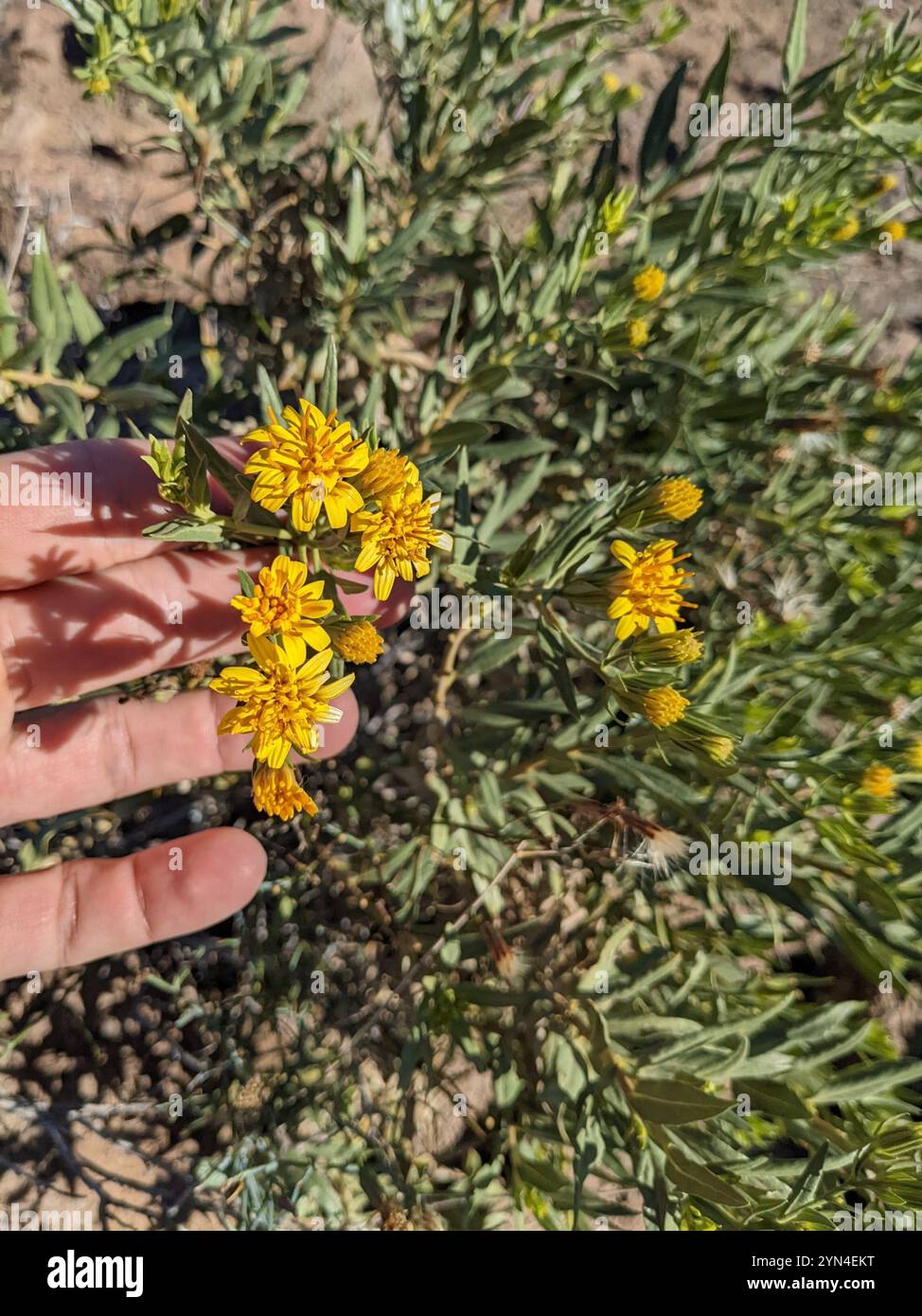 American threefold (Trixis californica Stock Photo - Alamy
