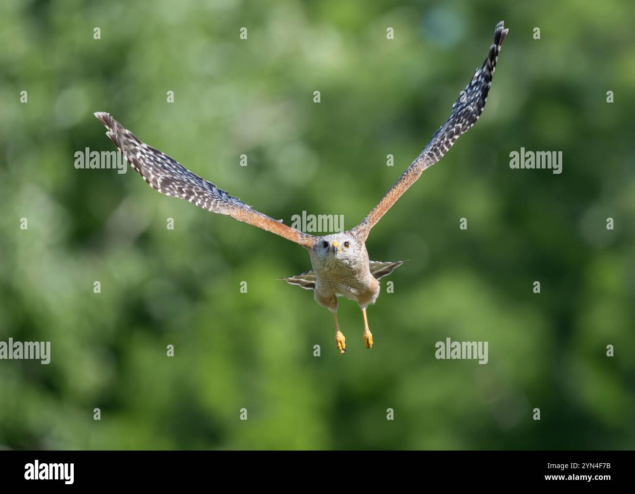 Red-shouldered Hawk (Buteo lineatus) in flight.  March in the Corkscrew Regional Ecosystem Watershed (CREW) Bird Rookery Swamp, near Naples, Florida. Stock Photo