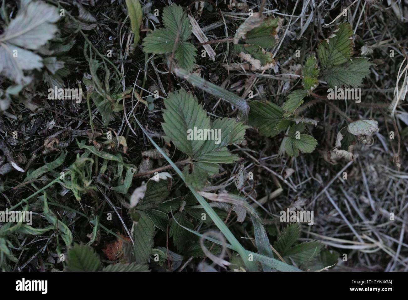 Morango Verde green strawberry (Fragaria viridis Stock Photo - Alamy