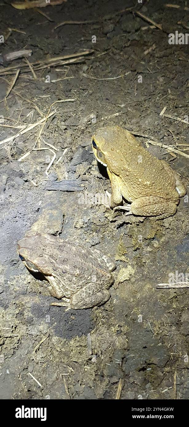Cane Toad (Rhinella marina Stock Photo - Alamy