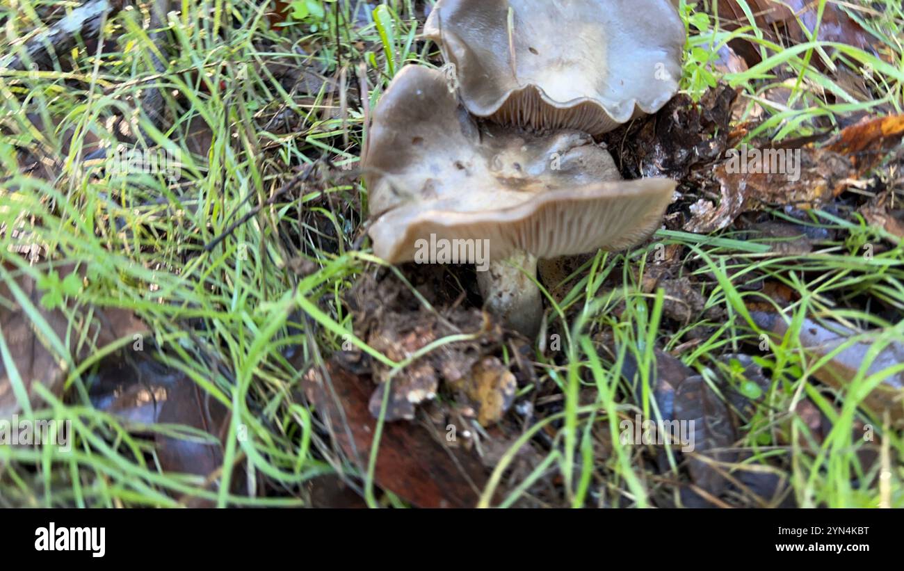 Bleachy Bleachy Entoloma (Entoloma ferruginans Stock Photo - Alamy