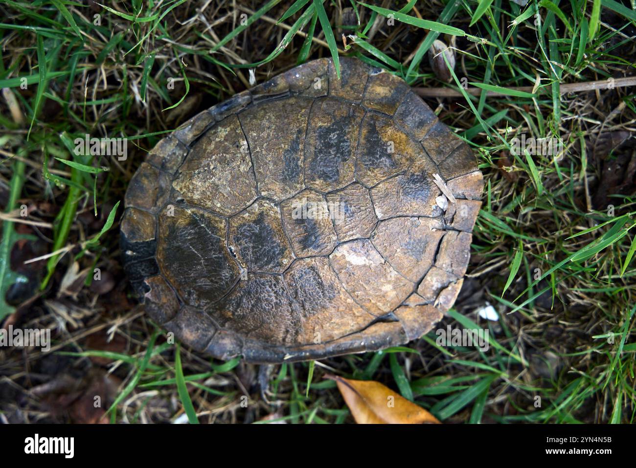 Eastern snake necked turtle hi-res stock photography and images - Alamy