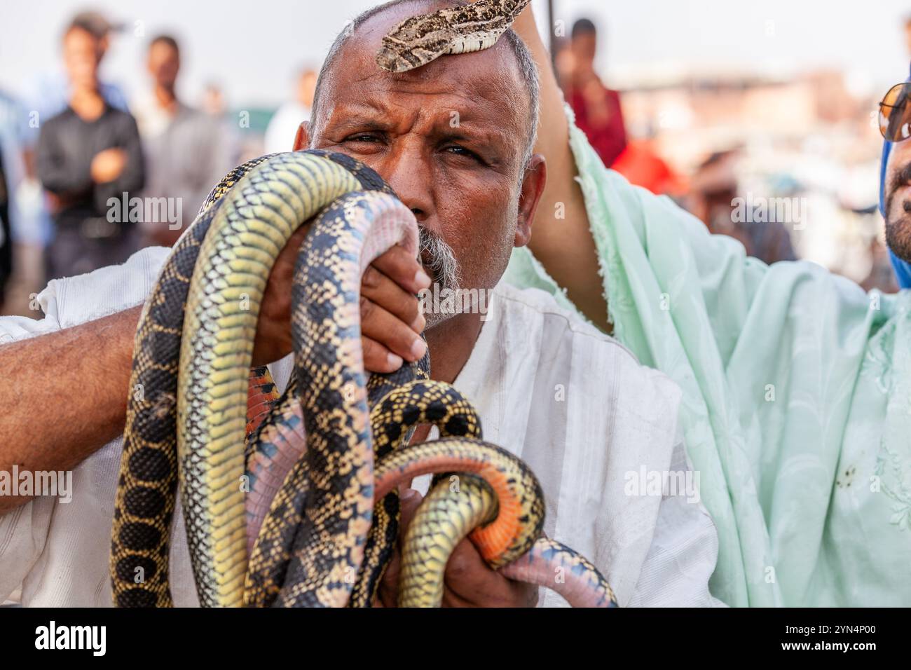 Snake handler hugging a whole bunch of reptiles Stock Photo