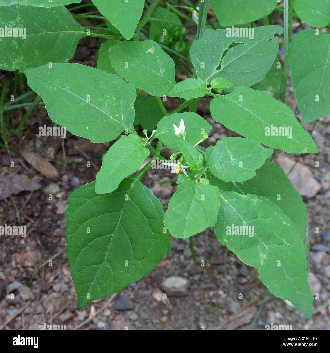 eastern black nightshade (Solanum emulans Stock Photo - Alamy