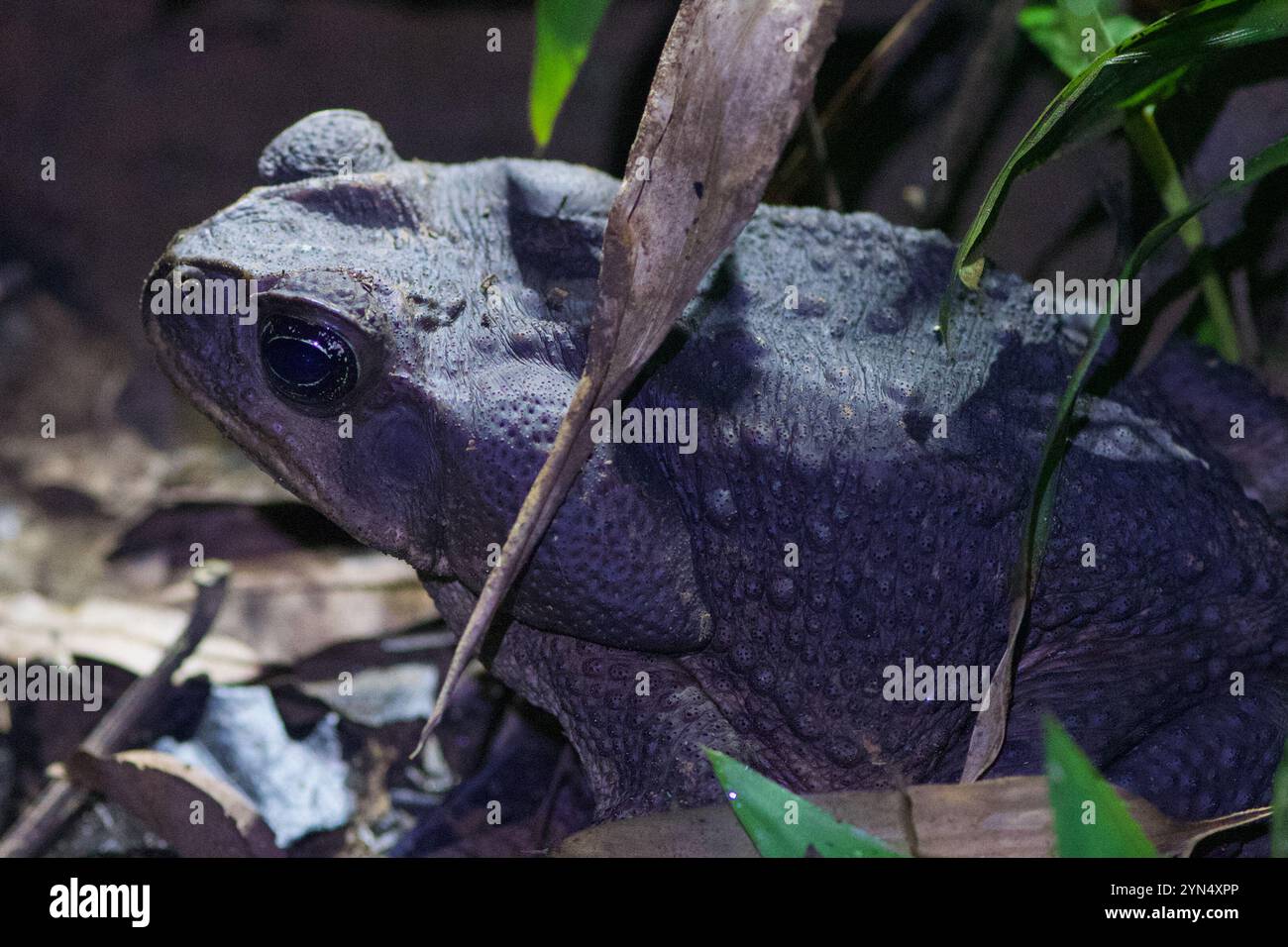 Giant Toad (Rhinella horribilis Stock Photo - Alamy