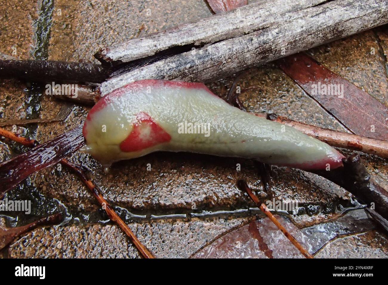 Red triangle slug triboniophorus graeffei stock photo alamy