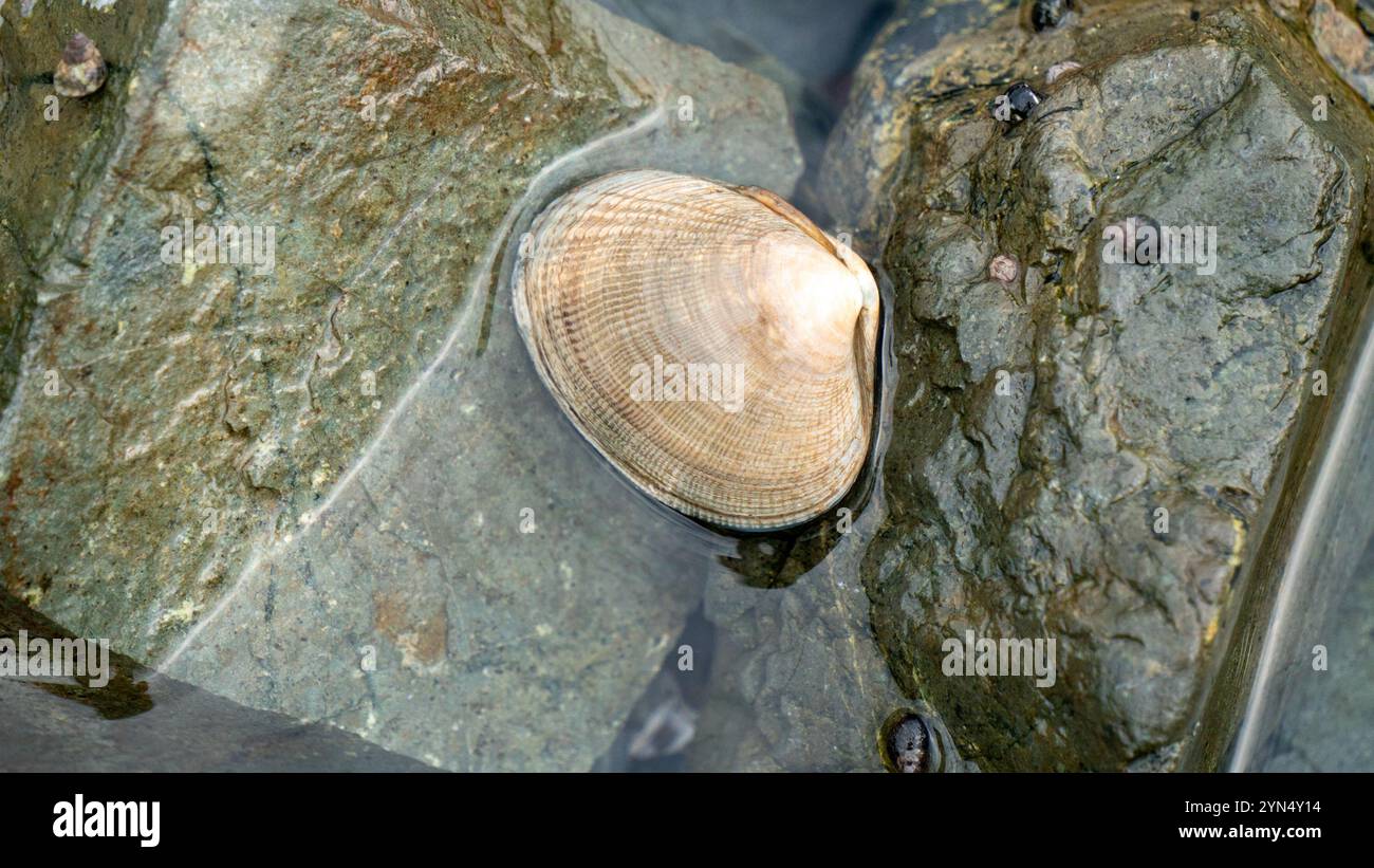 Japanese Littleneck (Ruditapes philippinarum Stock Photo - Alamy