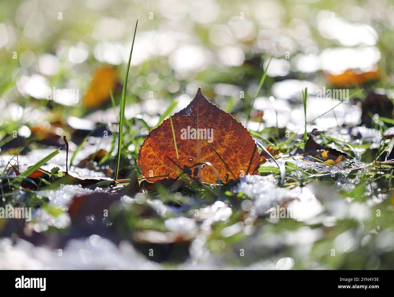 Autumn leaves on the ground Stock Photo - Alamy