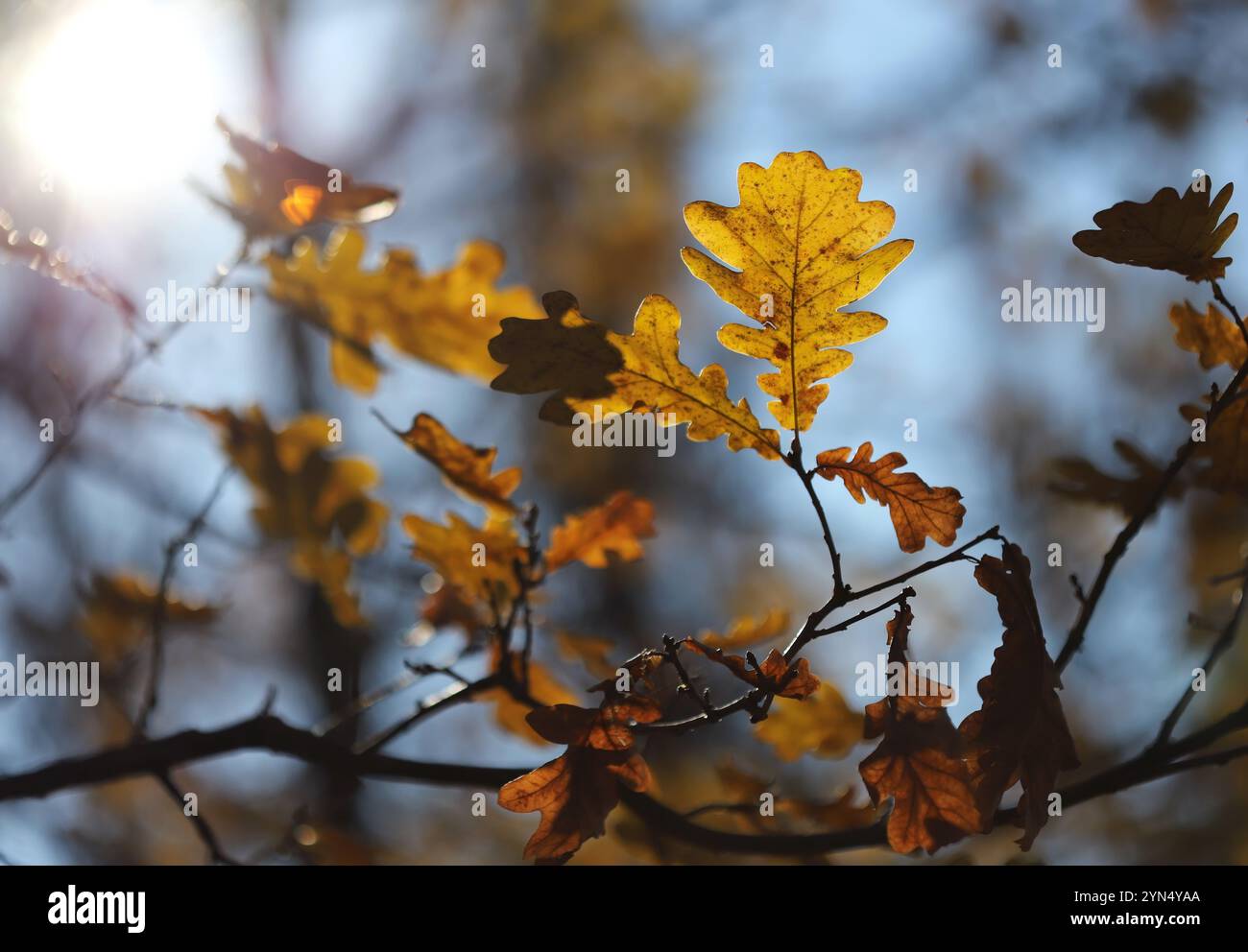 Oak leaves autumn fall golden blue sky close hi-res stock photography ...