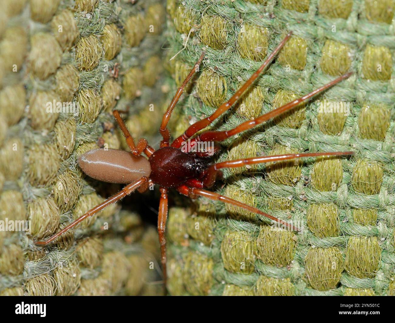 Woodlouse Hunter Spiders (Dysderidae) Stock Photo