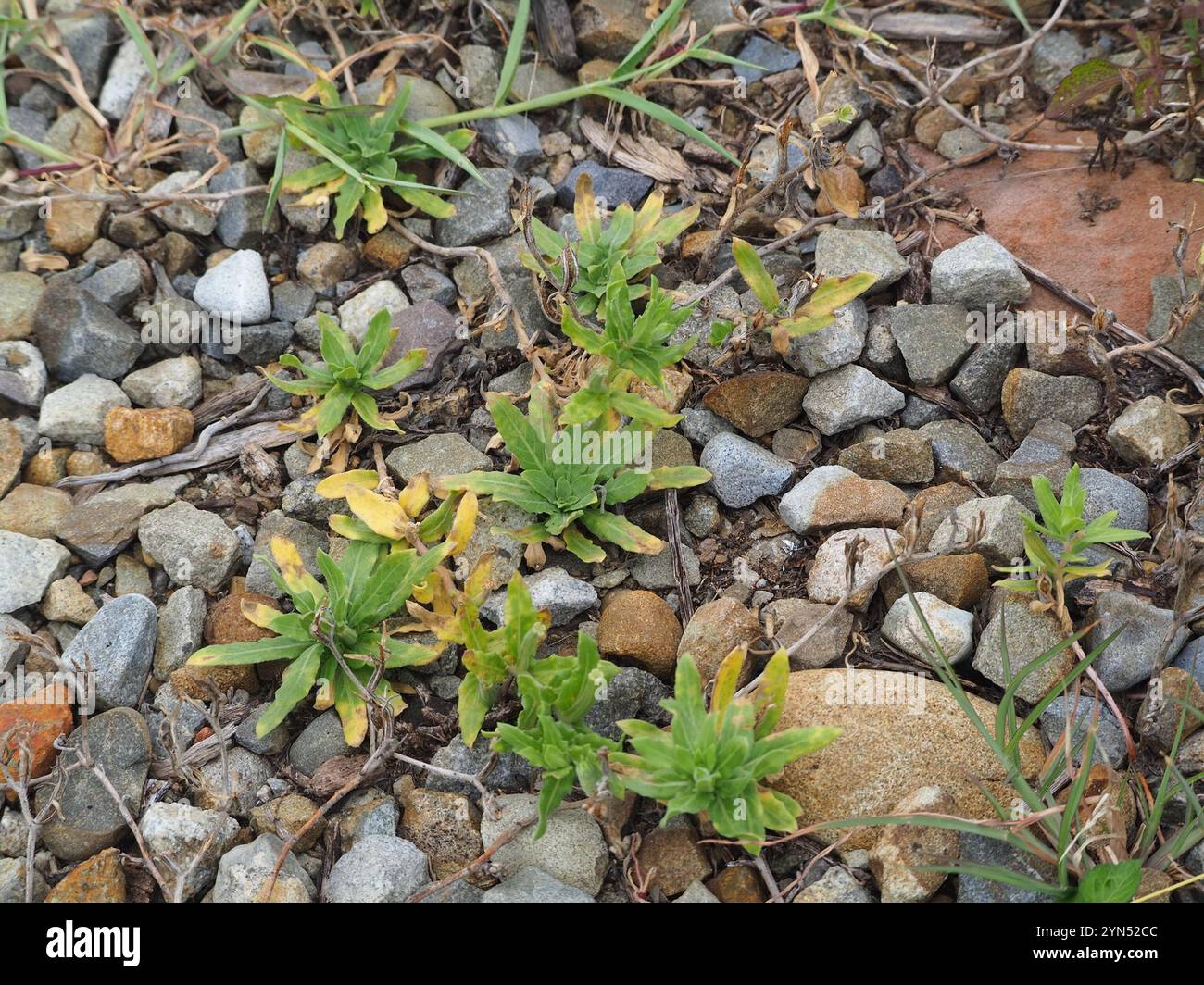 cutleaf evening primrose (Oenothera laciniata Stock Photo - Alamy
