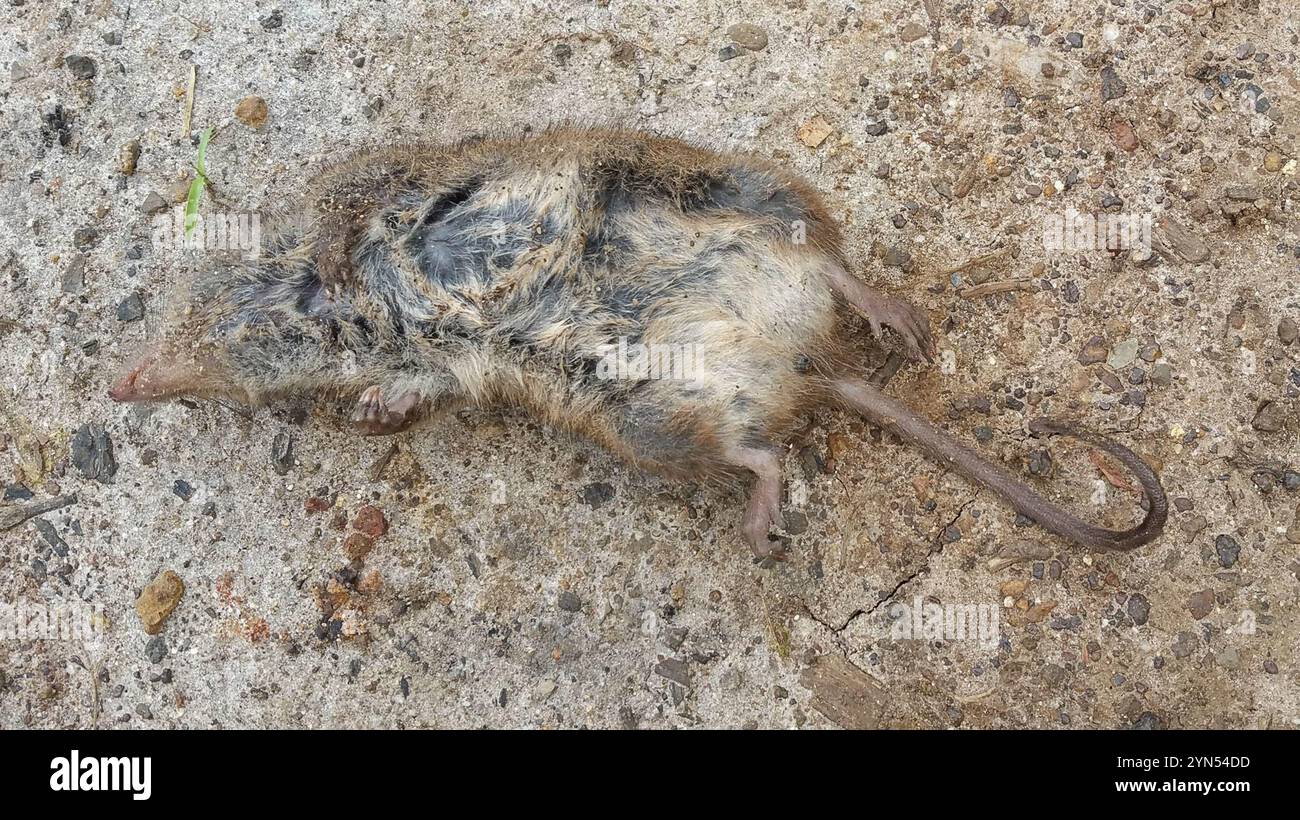 Dusky Ant Dusky antechinus hi-res stock photography and images - Alamy