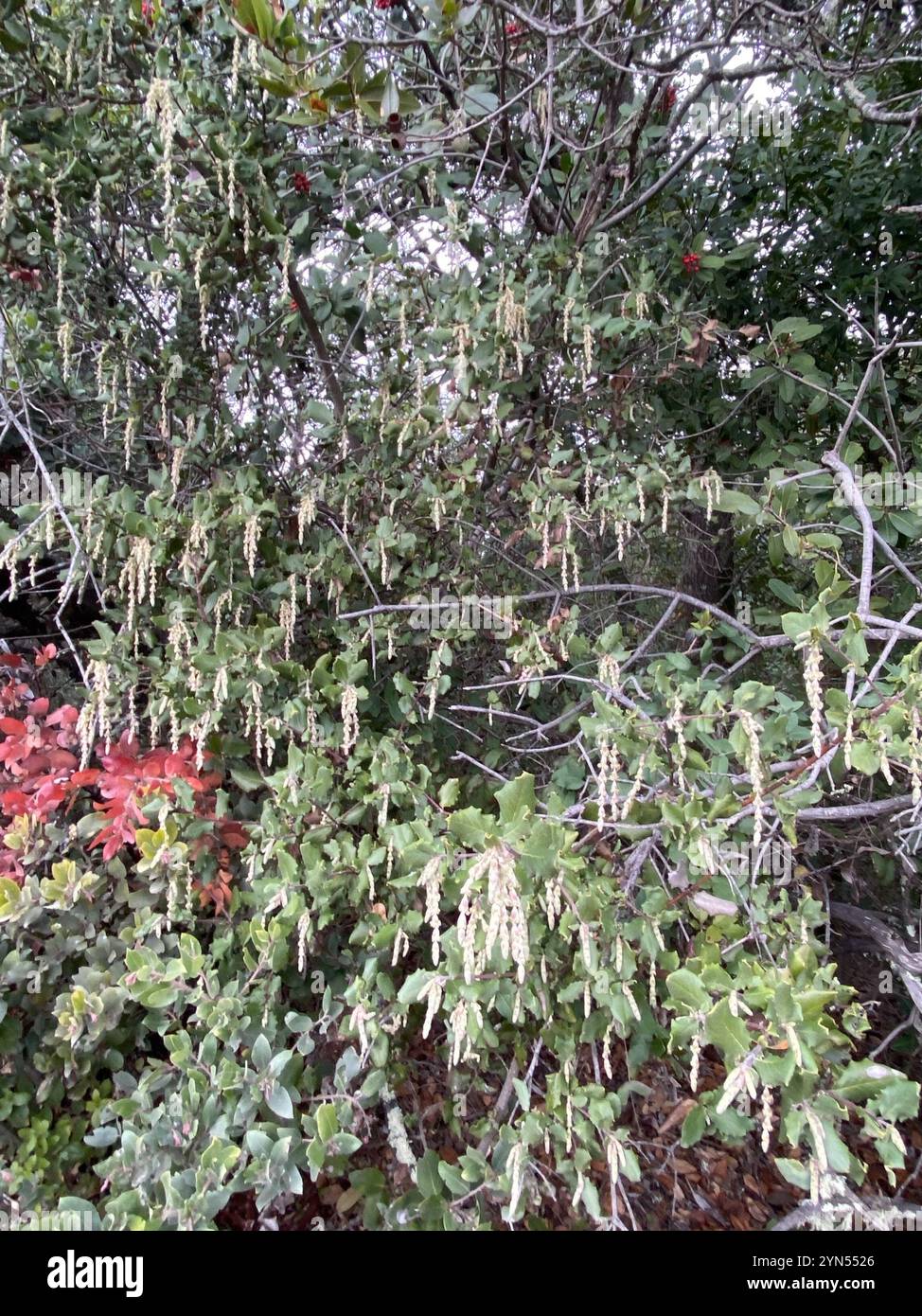 Coast silk tassel (Garrya elliptica) Stock Photo