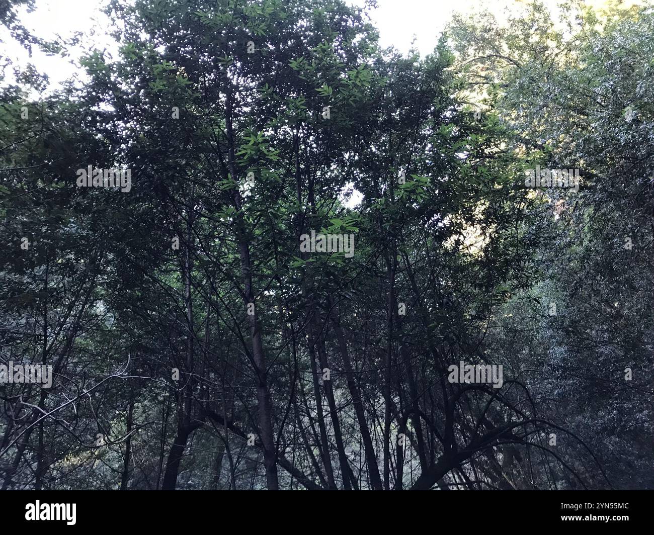 California bay (Umbellularia californica Stock Photo - Alamy
