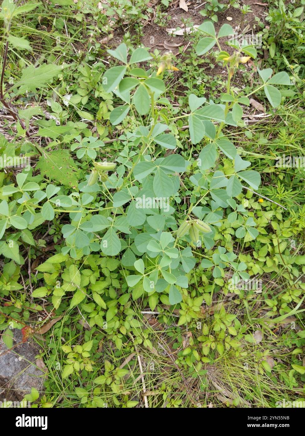 Rattlepod hi-res stock photography and images - Alamy