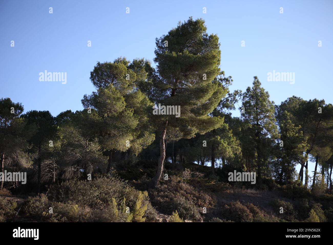 Pine Trees in the Jerusalem Forest in the mountainous area of the Judean Hills Stock Photo