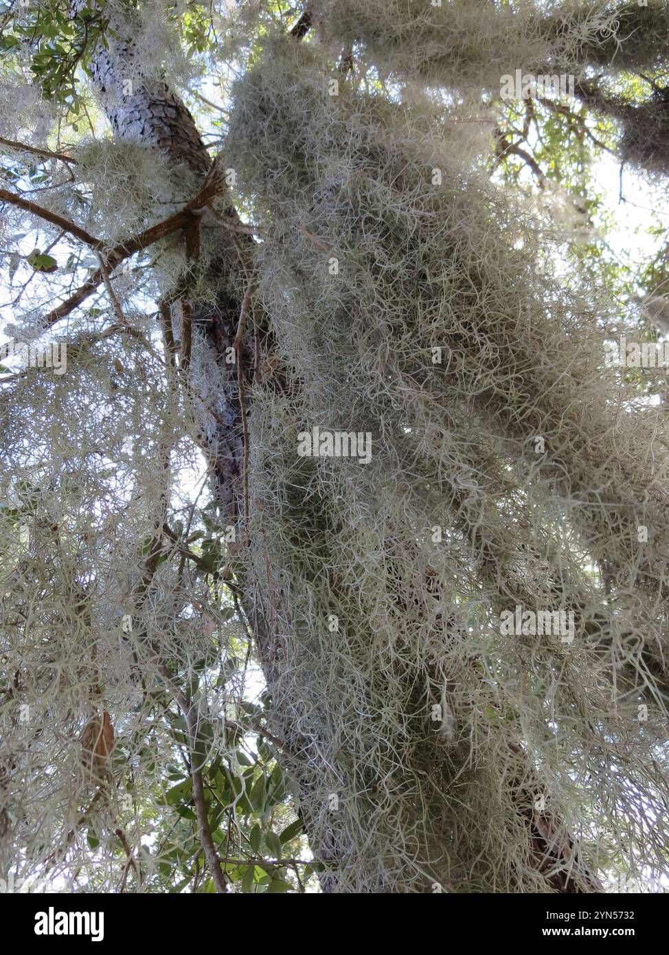 Spanish moss (Tillandsia usneoides Stock Photo - Alamy
