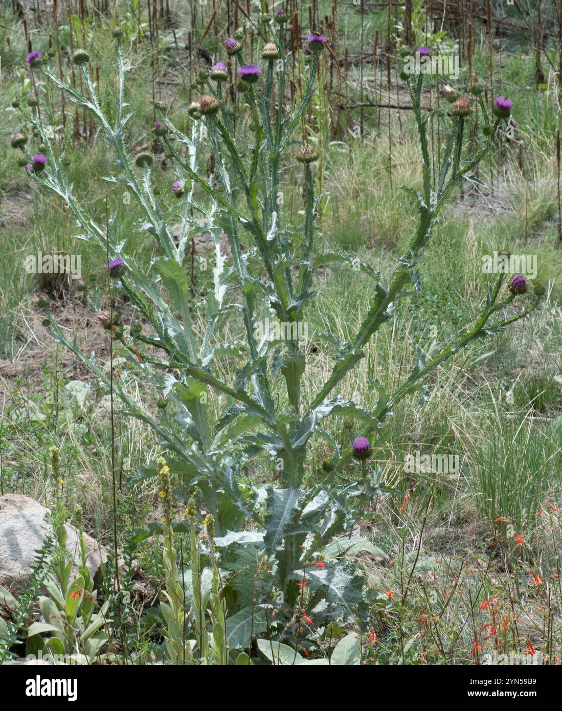 Onopordum Acanthium Is In Early Bloom In June. Onopordum Acanthium Early Bloom June Cotton Thistle Scotch Scottish Flowering Plant Family Asteraceae Image316435819