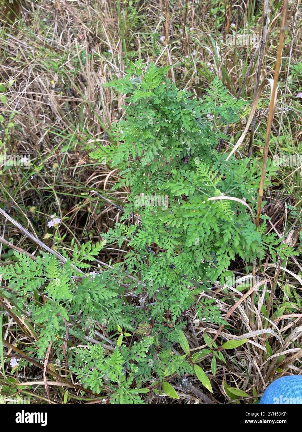 common ragweed (Ambrosia artemisiifolia Stock Photo - Alamy