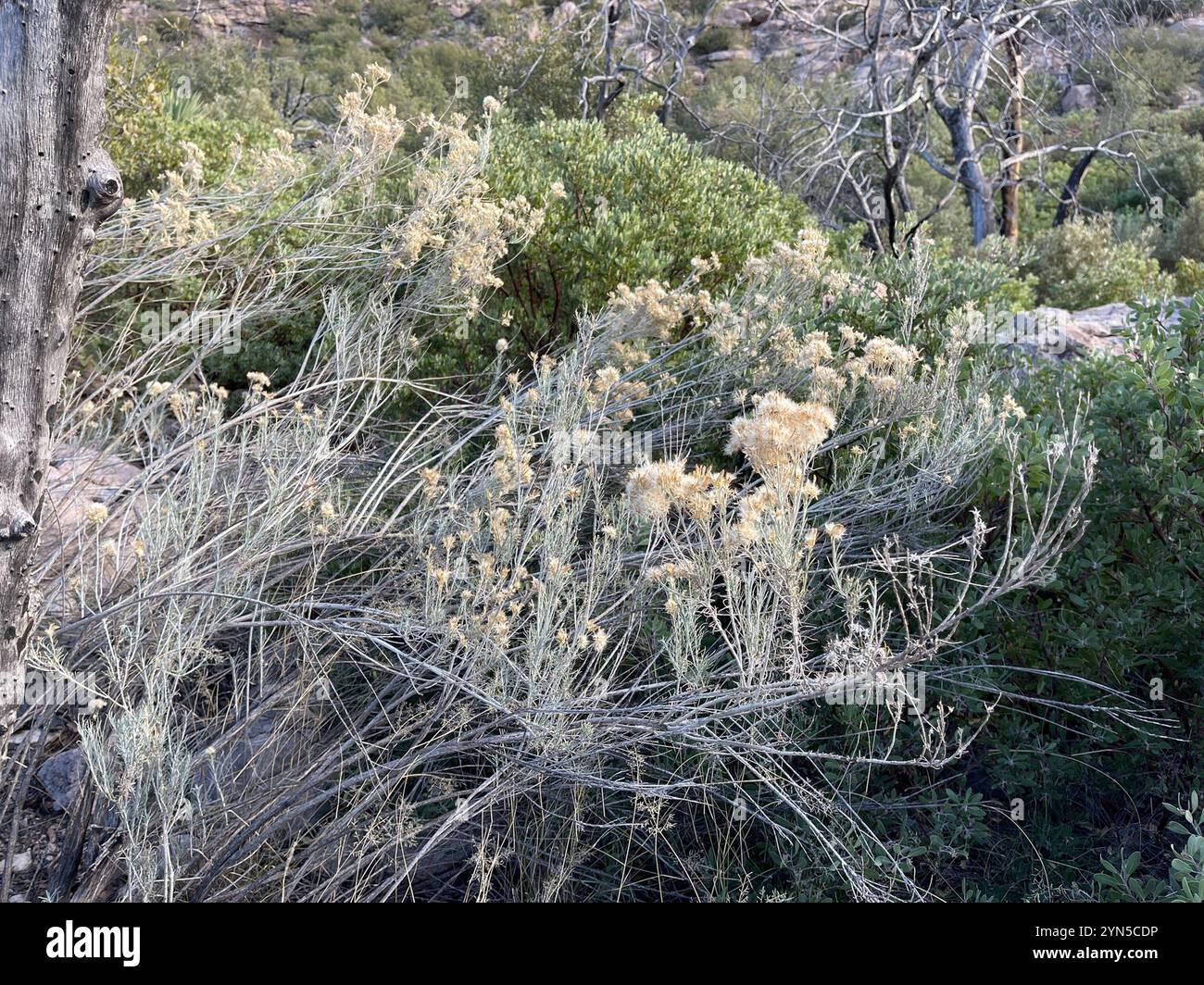 Rubber Rabbitbrush (Ericameria nauseosa Stock Photo - Alamy