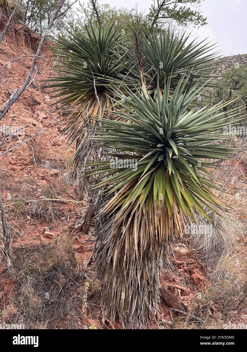 Schott's yucca (Yucca schottii) Stock Photo