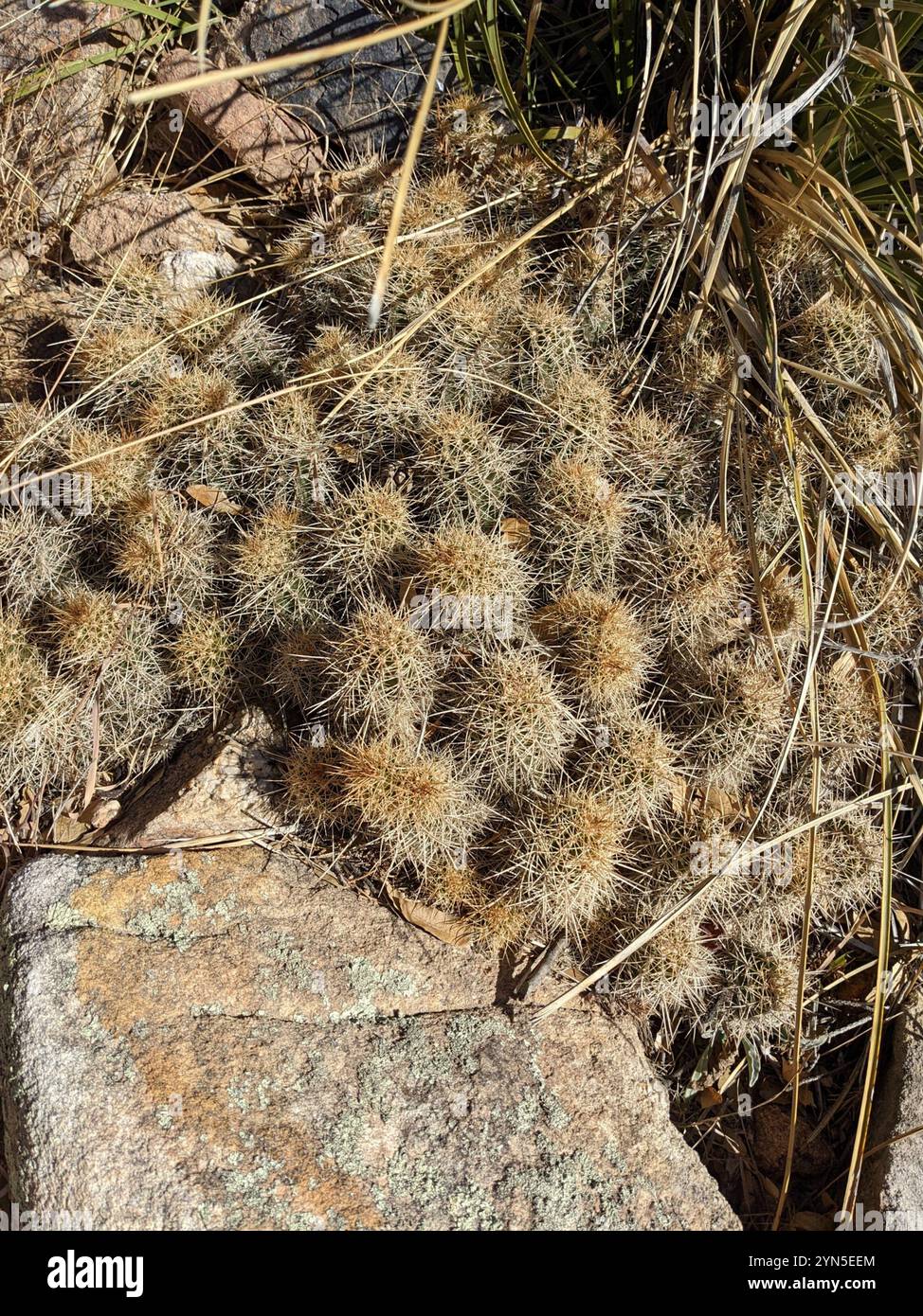kaktus wird lila Copiapoa hypogaea | Botanical Archive