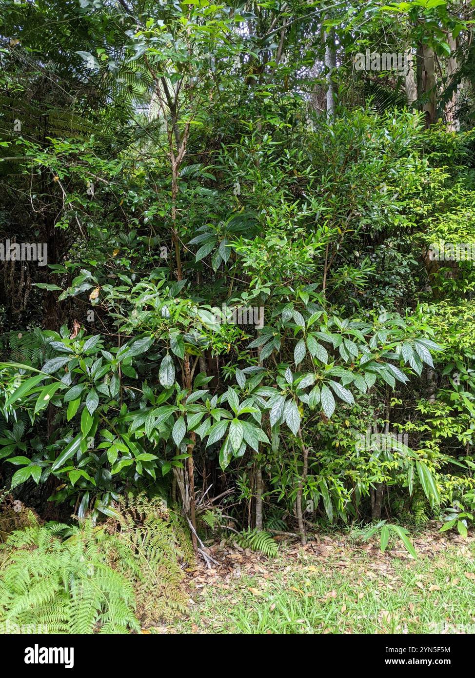 Native Hydrangea (Abrophyllum ornans Stock Photo - Alamy