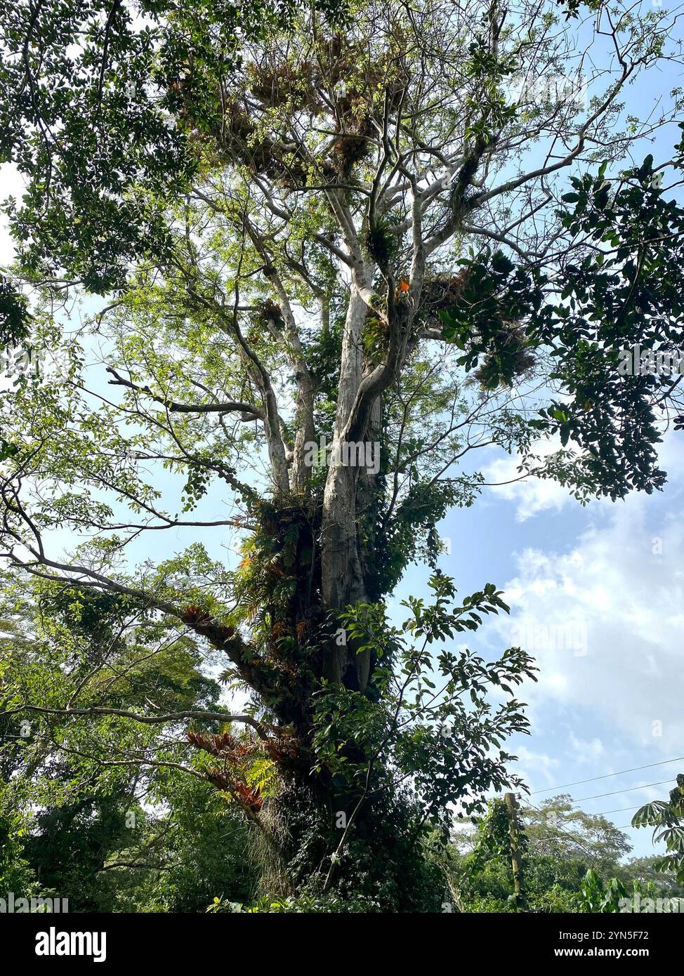 Upas tree hi-res stock photography and images - Alamy