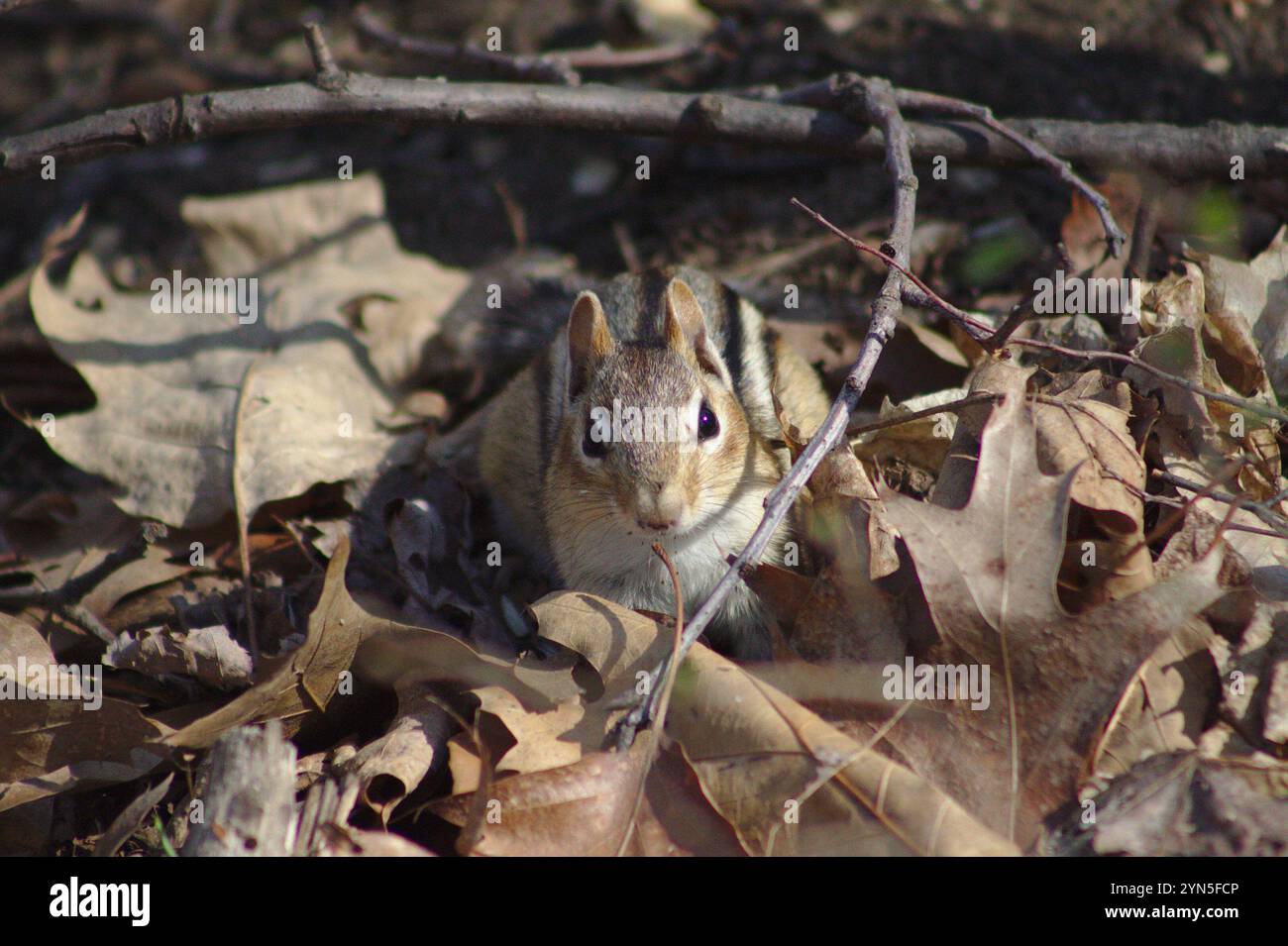 Tamias Spring Eastern Chipmunk (Tamias striatus Stock Photo - Alamy
