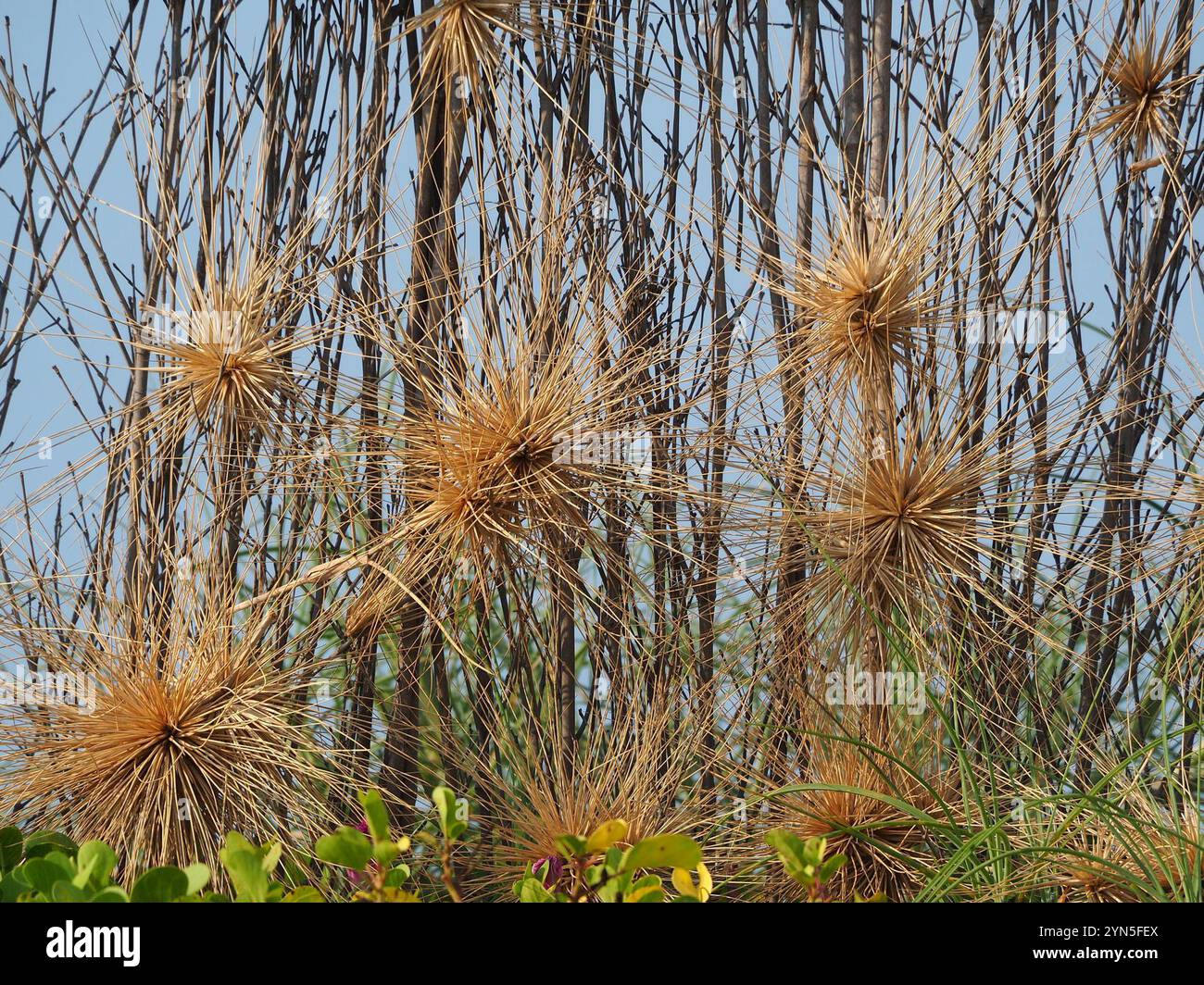 Ravan's Mustache (Spinifex littoreus) Stock Photo