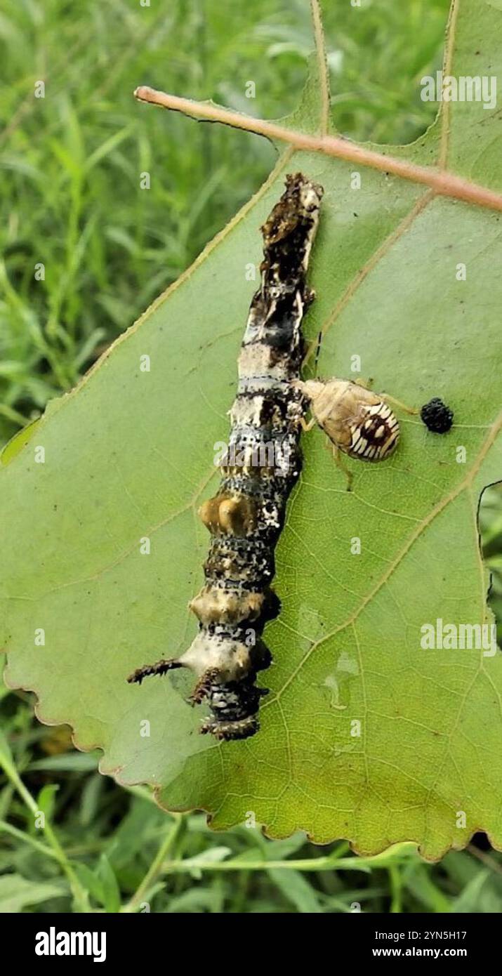 Viceroy (Limenitis archippus Stock Photo - Alamy