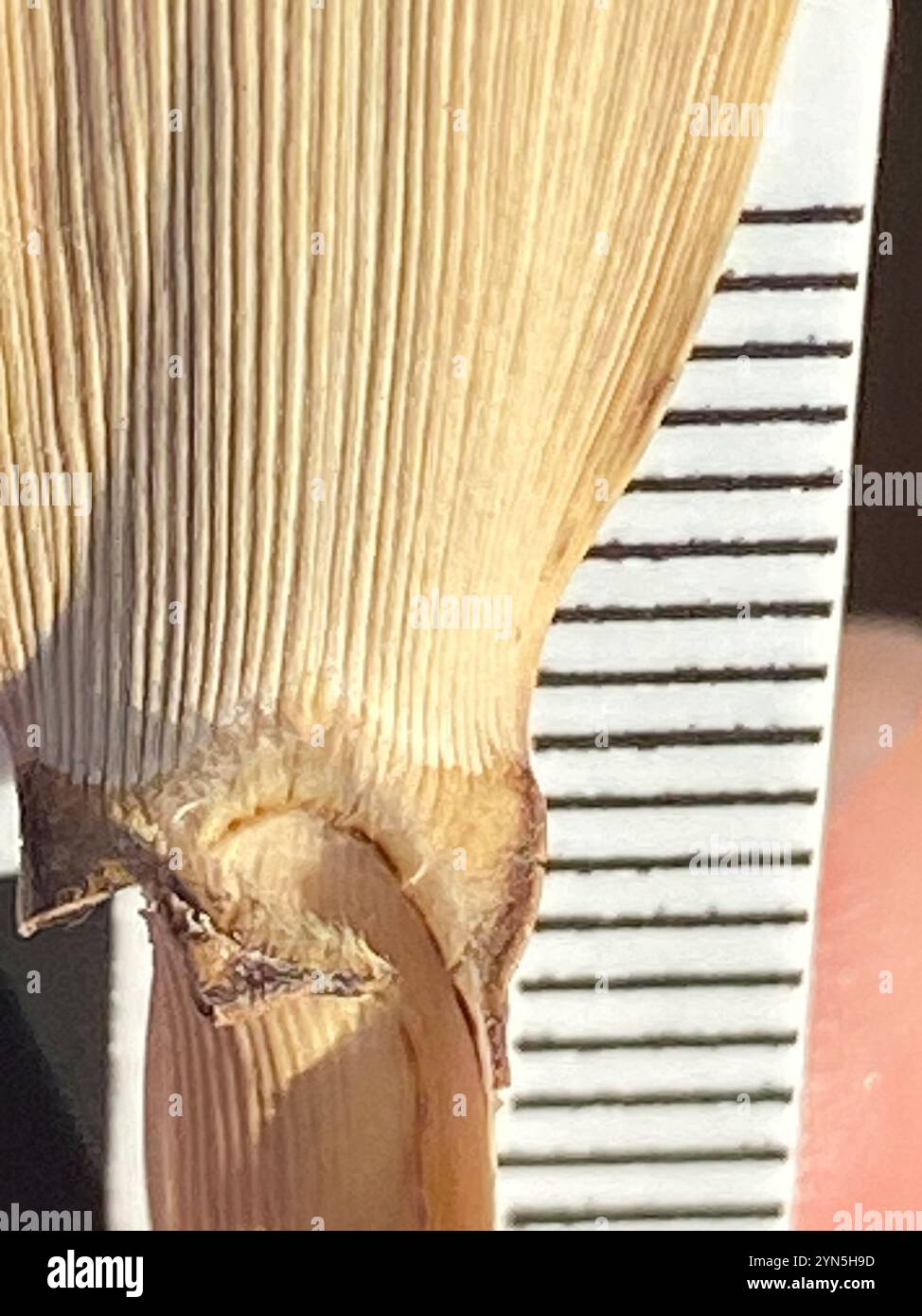 European reed (Phragmites australis australis Stock Photo - Alamy