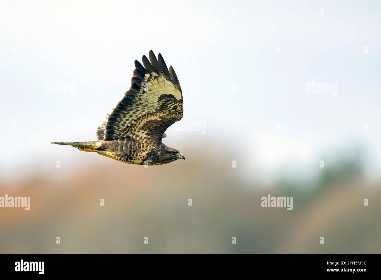 Common buzzard (Buteo buteo) flying. Photo rom Vittskövle, southern Sweden. Stock Photo