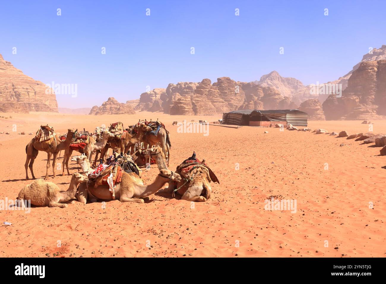 Camels in a Wadi Rum desert in Jordan Stock Photo - Alamy